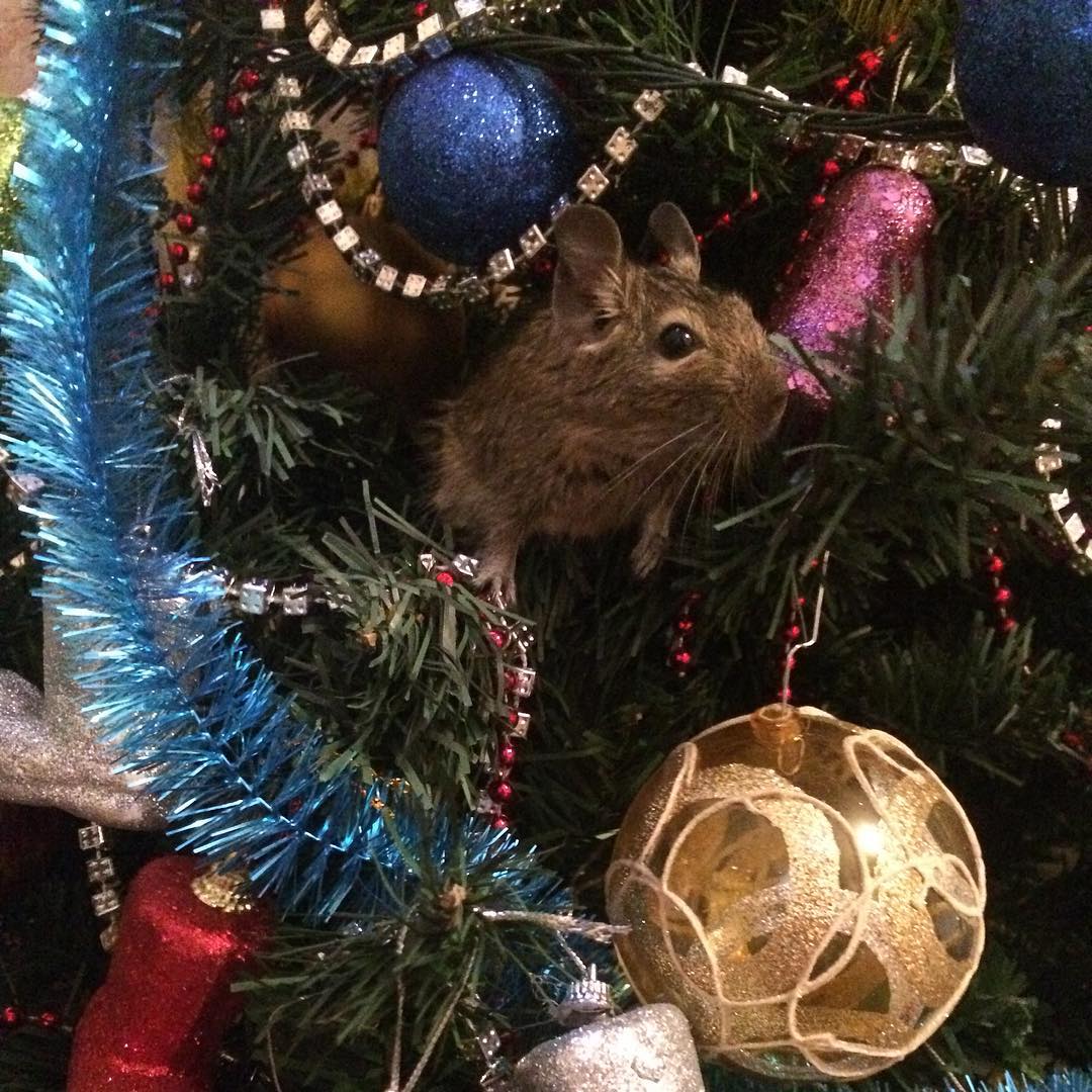 1080x1080, 183 Kb / ёлка, белка, дегу