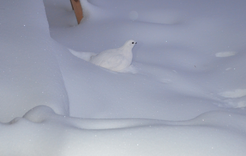 1006x637, 348 Kb / куропатка, снег