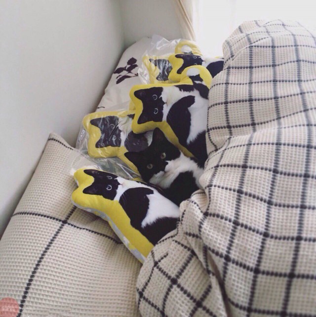 640x641, 97 Kb / котэ, кровать, подушки