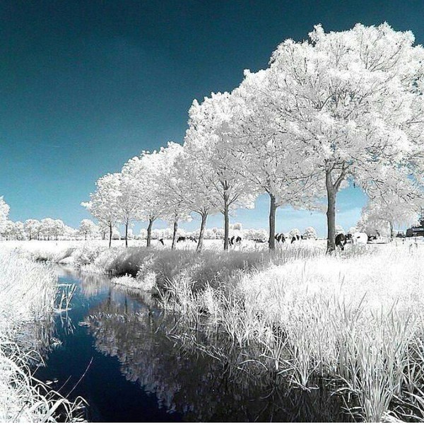 600x601, 143 Kb / ir, инфракрасное