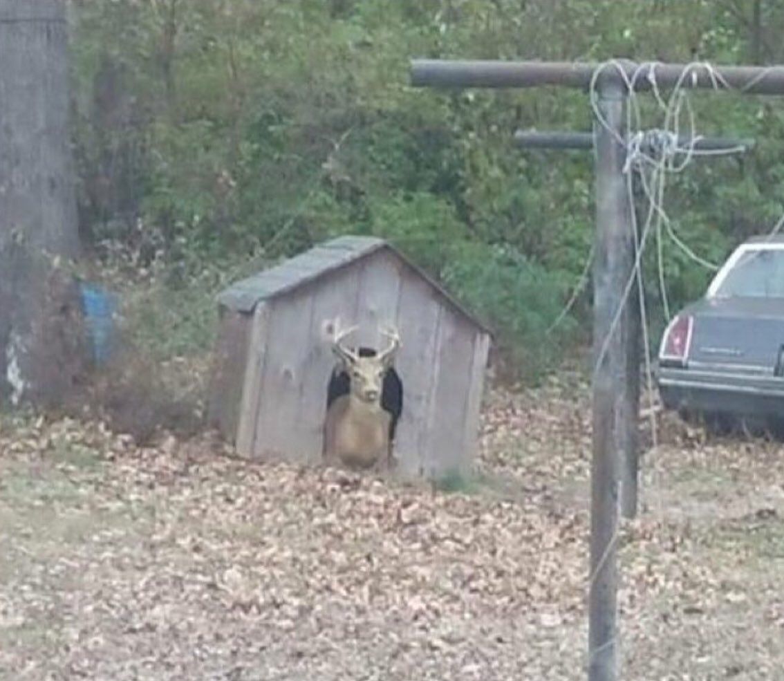 1134x985, 118 Kb / олень, будка