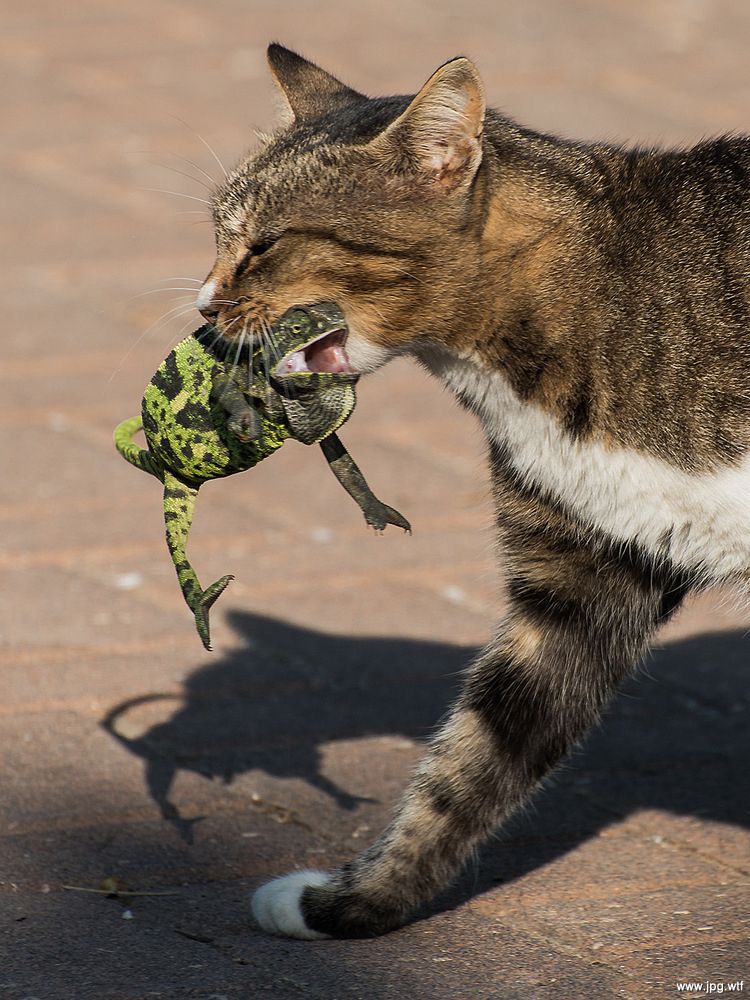 750x1000, 154 Kb / котэ, хамелеон, Израиль