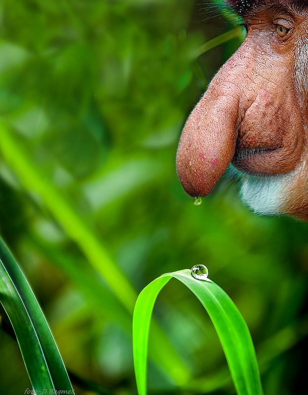 624x800, 84 Kb / носач, примат, нос, капля, трава