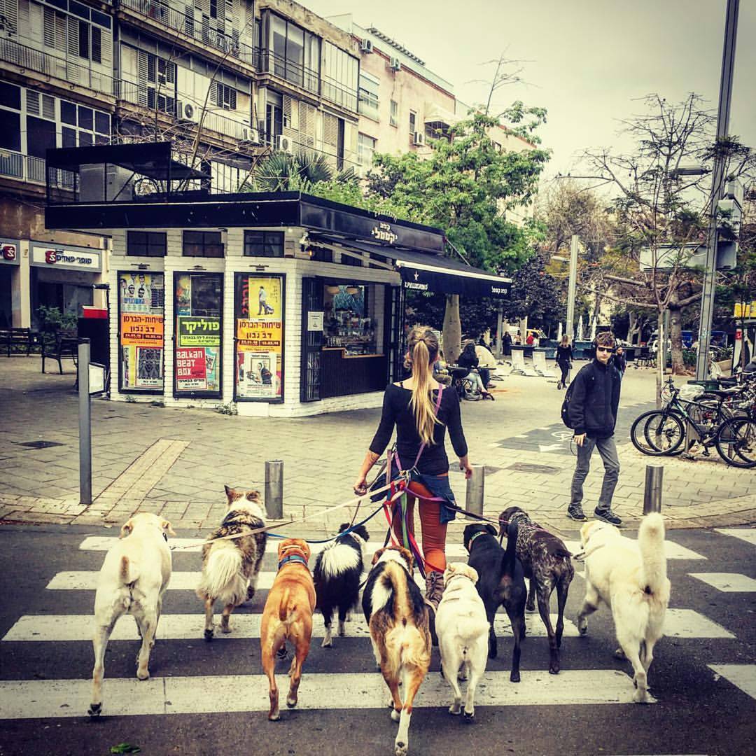 1080x1080, 217 Kb / девушка, собаки, переход, Израиль