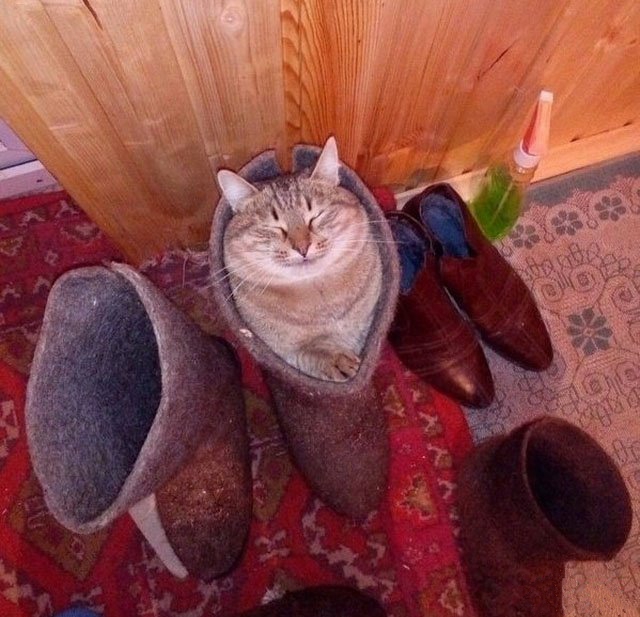 640x617, 214 Kb / котэ, валенок