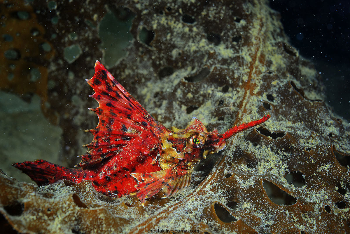 1200x801, 319 Kb / рыба, Агономал хоботный