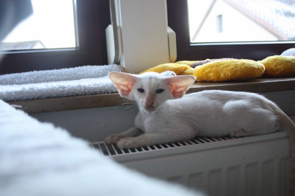 1024x682, 50 Kb / кот, уши, радиатор, окно