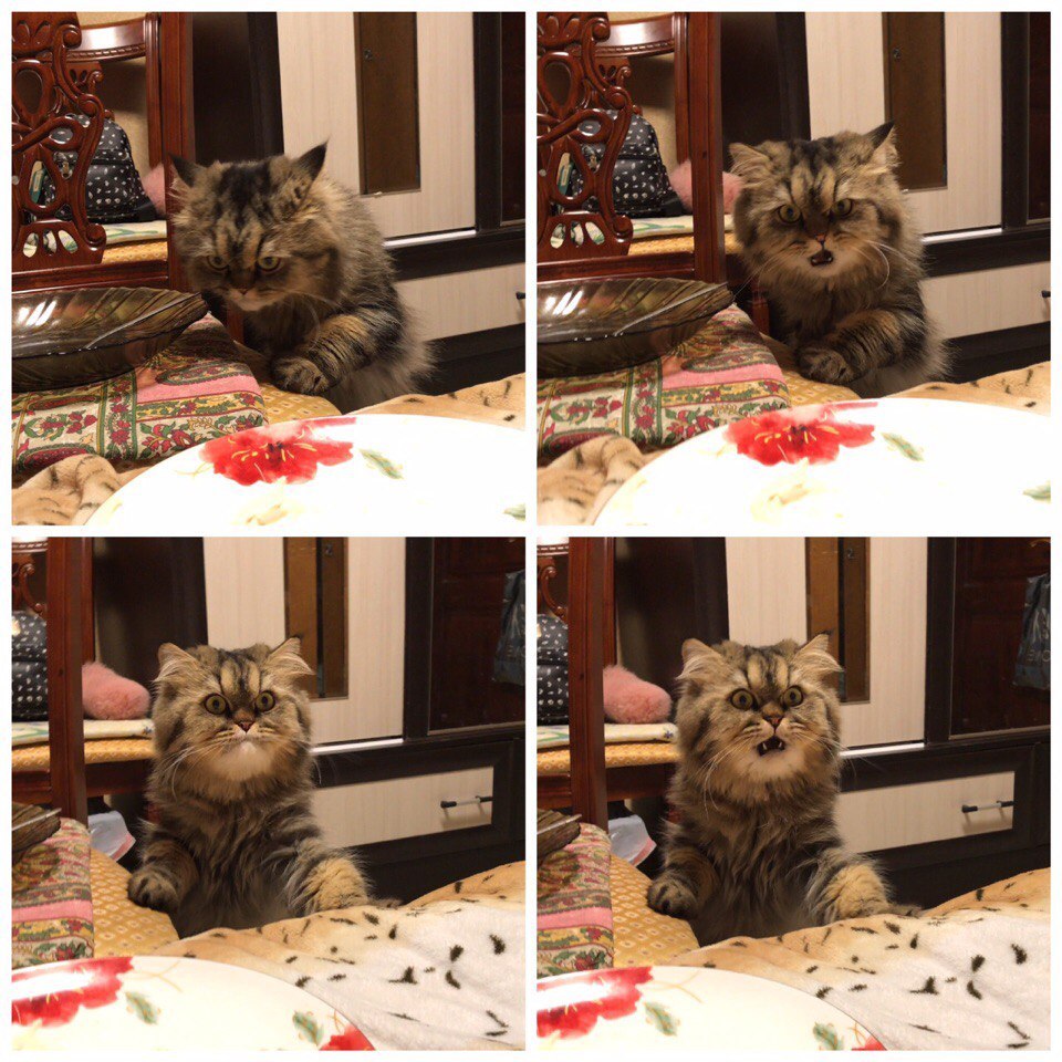 960x960, 213 Kb / котэ, выражение