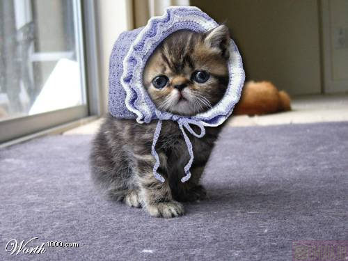 500x375, 42 Kb / котенок, шапка