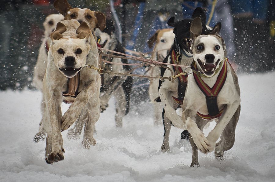 900x596, 110 Kb / собаки, гонка, бег, упряжка