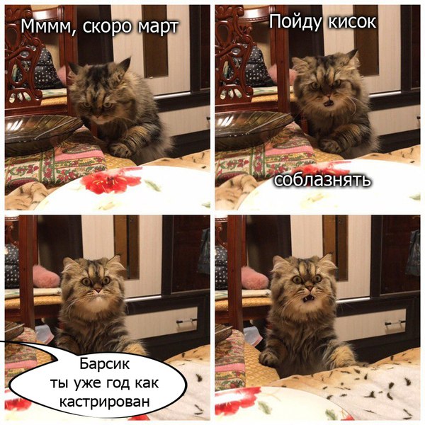 600x600, 101 Kb / кот, выражение, эмоции