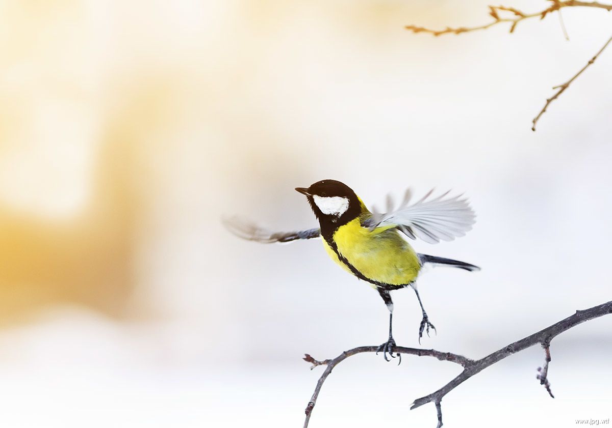 1200x841, 63 Kb / синица, птица, ветка