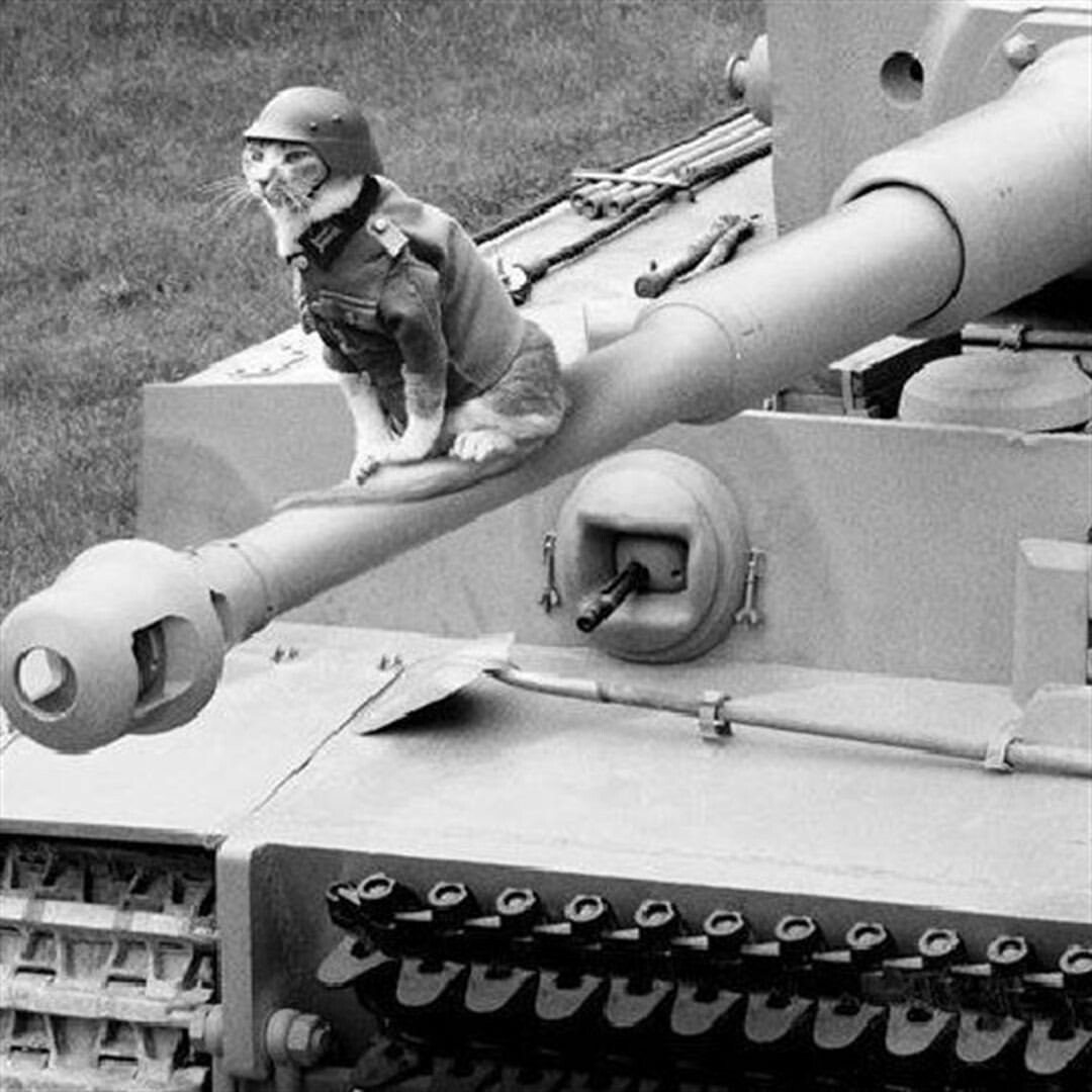 1080x1080, 136 Kb / кот, танк, ВОВ, каска, Tiger