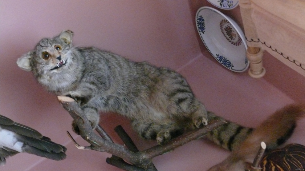 990x556, 356 Kb / кот, чучело