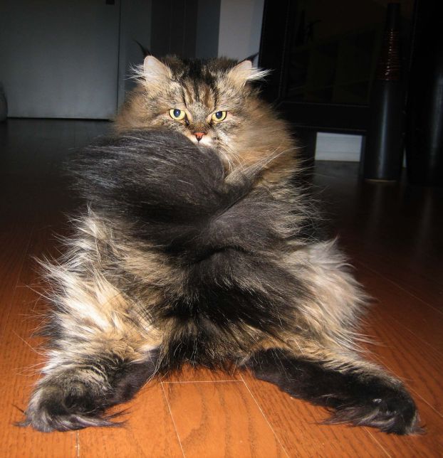 622x644, 68 Kb / кот