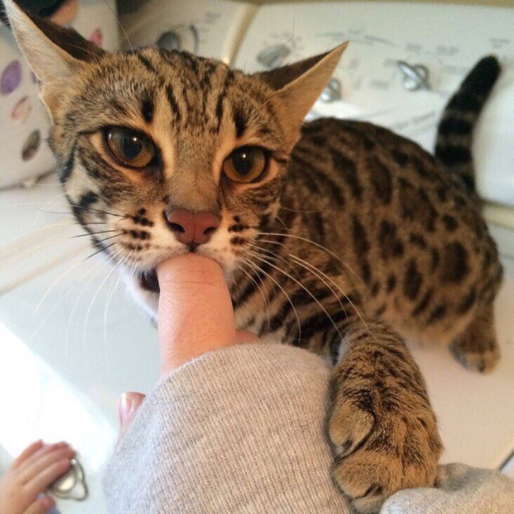 733x733, 116 Kb / кот, палец, пасть