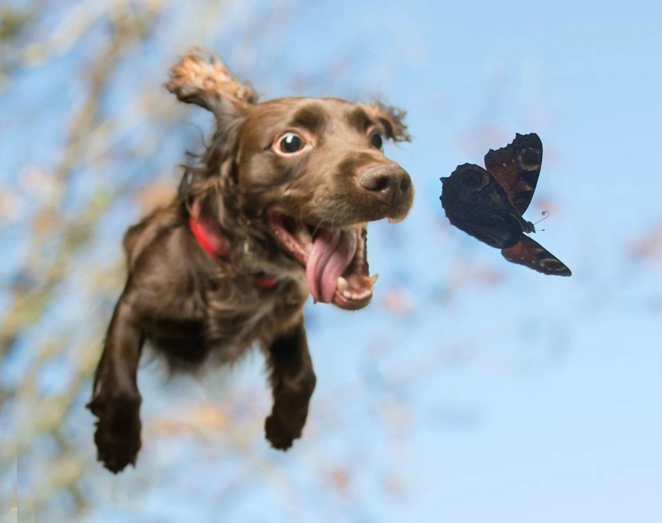 960x759, 60 Kb / собака, бабочка, в прыжке