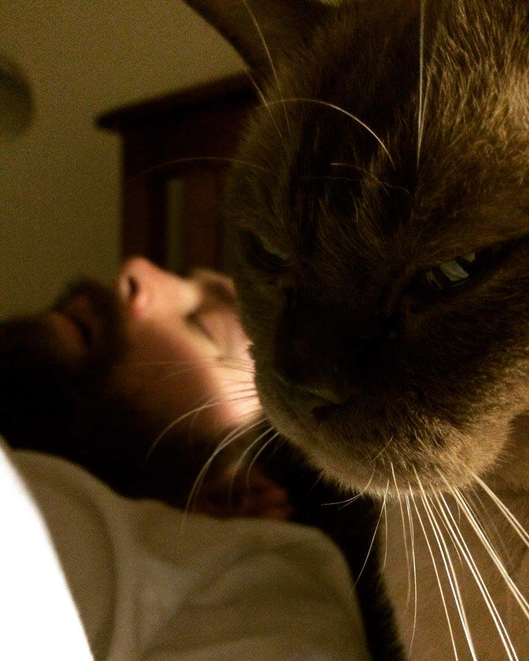 1080x1349, 155 Kb / наглая морда, кот, бородатый, спит