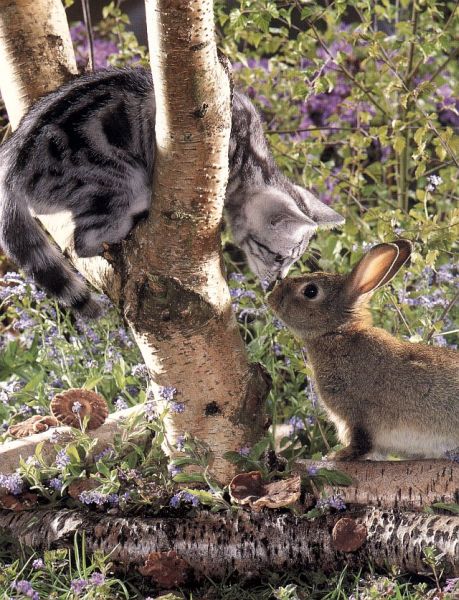 459x600, 93 Kb / кот, кролик