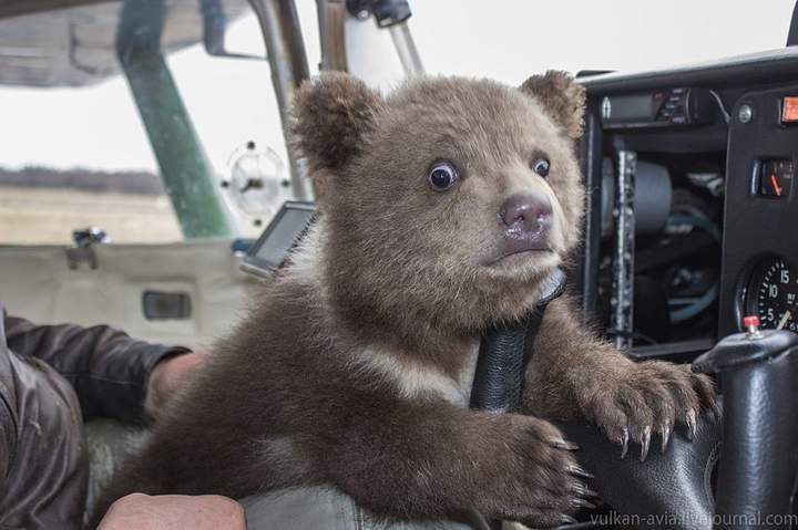 720x479, 40 Kb / медвежонок, самолёт