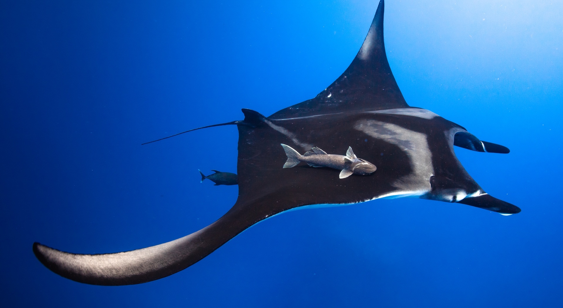 1920x1052, 375 Kb / скат, море, океан, под водой