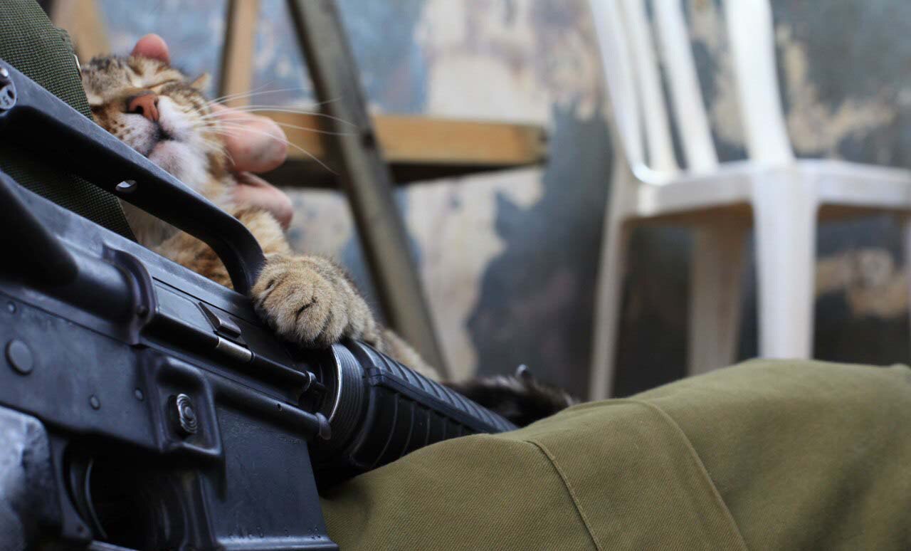 1280x774, 97 Kb / кот, армия, винтовка, m16