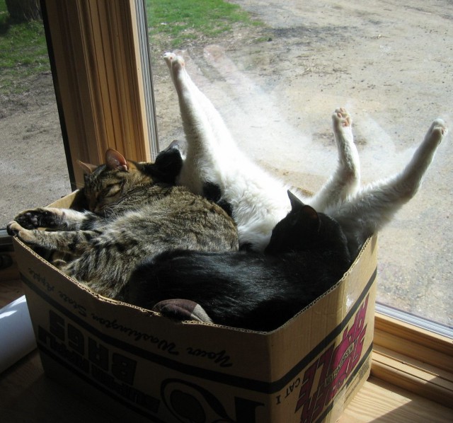 640x598, 100 Kb / котэ, коробка