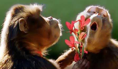 447x262, 17 Kb / обезьяна, цветы
