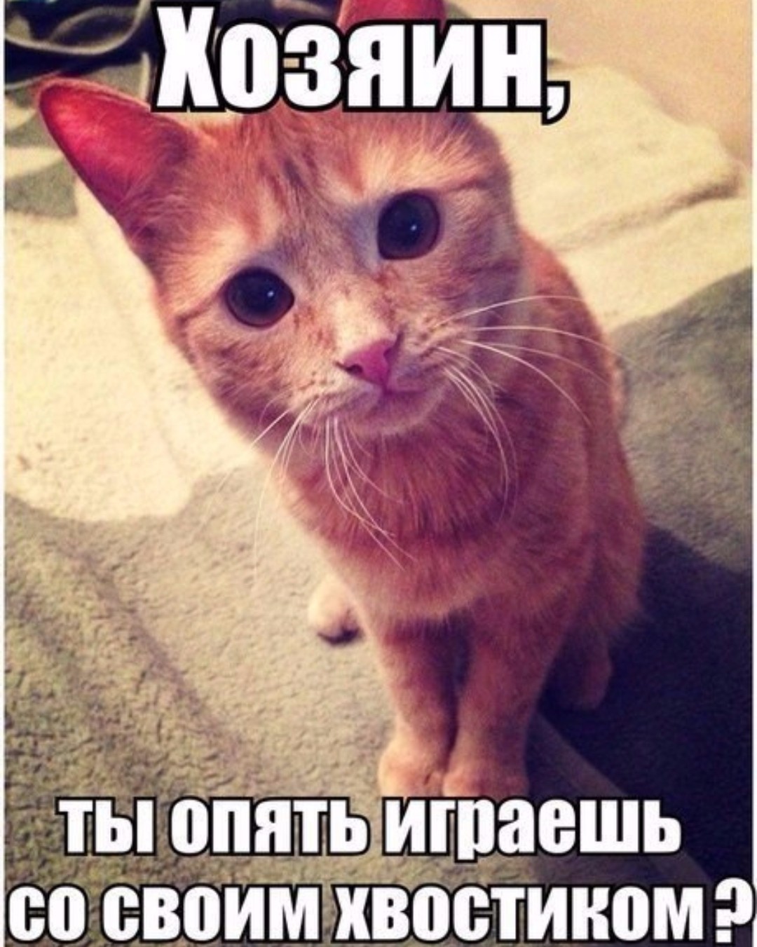 1080x1351, 241 Kb / кот, хвостик