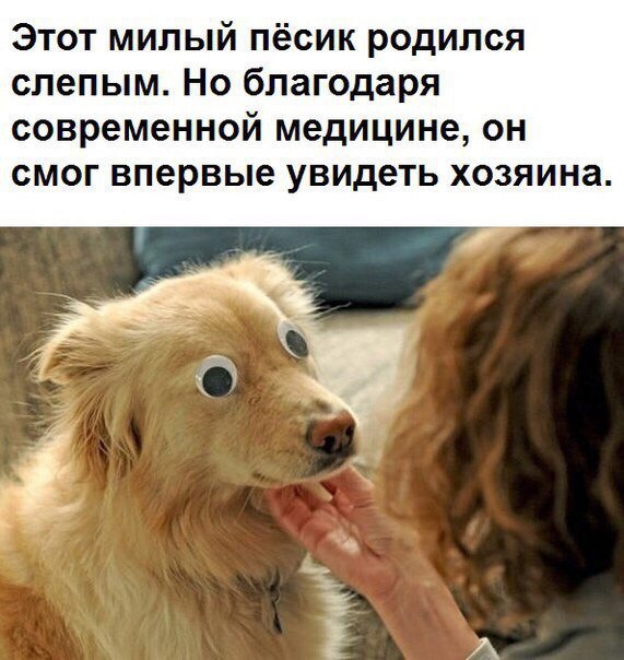 571x604, 72 Kb / пёсик, глаза, медицина