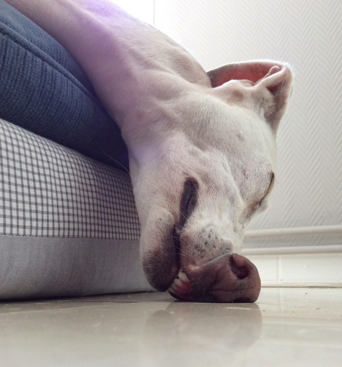 1119x1200, 179 Kb / собака, нос, спит