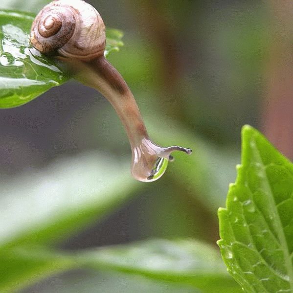 599x599, 66 Kb / улитка, космонавт, макро, капля