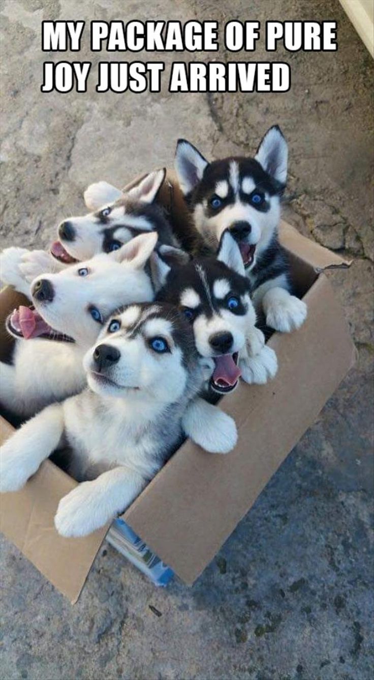 736x1336, 138 Kb / собака, хаски, щенки, коробка