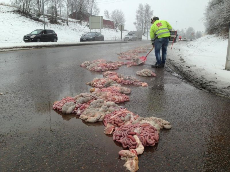 800x600, 89 Kb / дорога, кишки