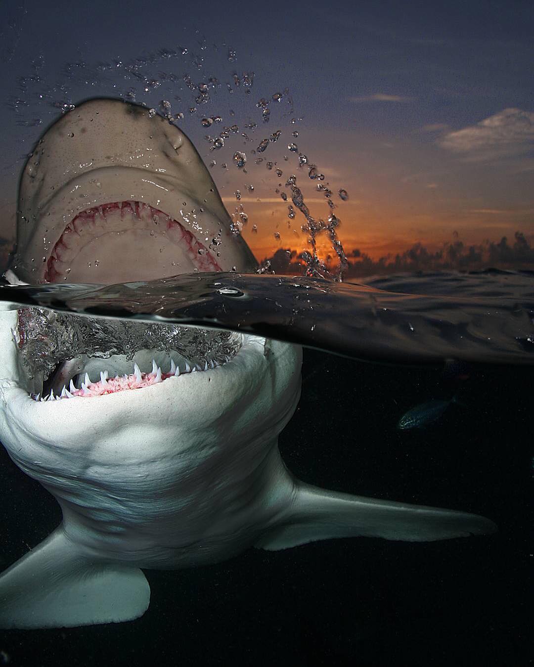 1080x1349, 121 Kb / акула, зубы, вода