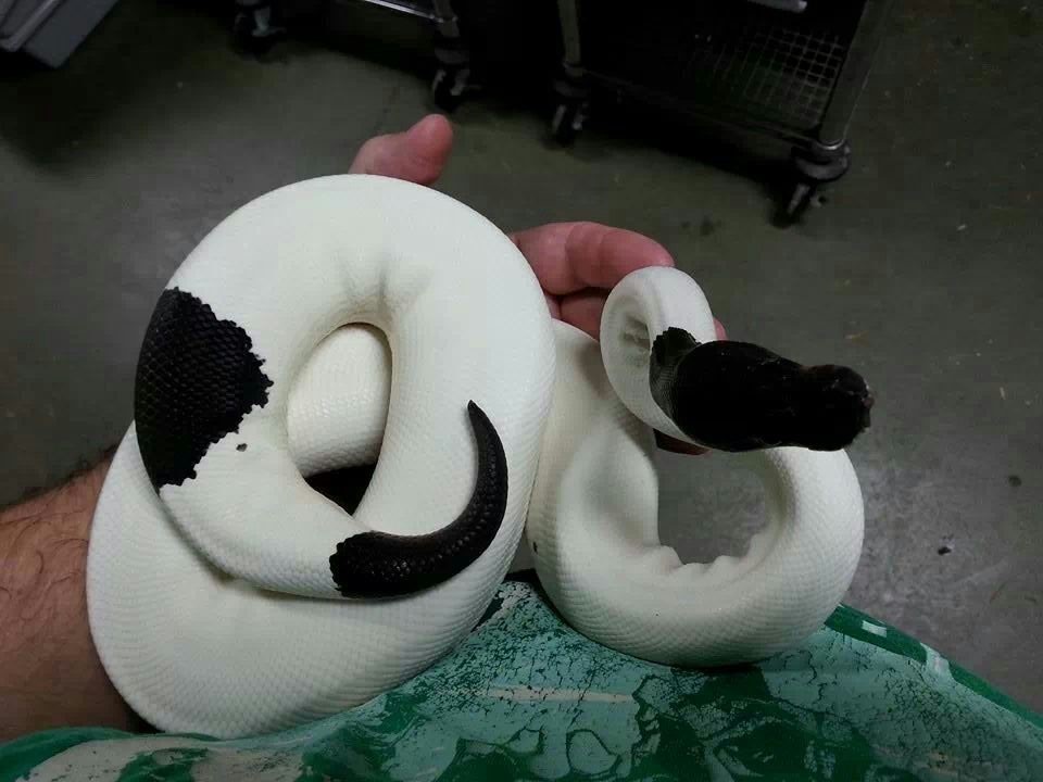 960x720, 109 Kb / питон, змея, окрас