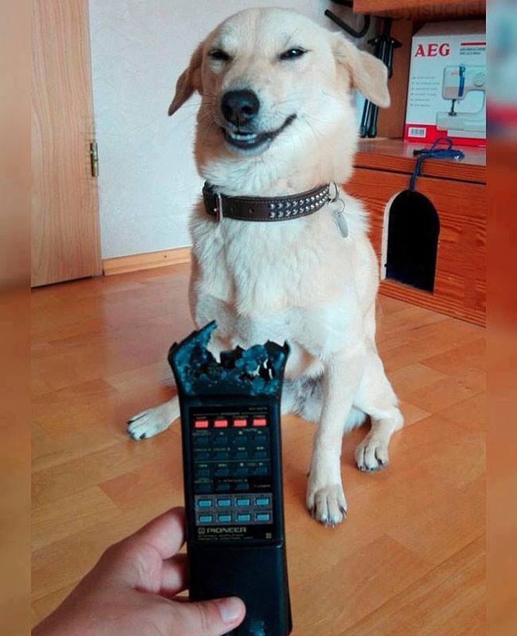 750x922, 88 Kb / собака, пульт, улыбка