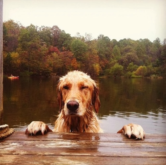 640x635, 113 Kb / пес, мокрый, прищурился, доски, вода, деревья, горизонт