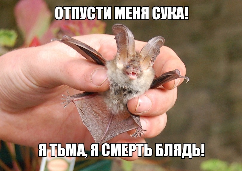 811x574, 132 Kb / летучая мышь, тьма, смерть