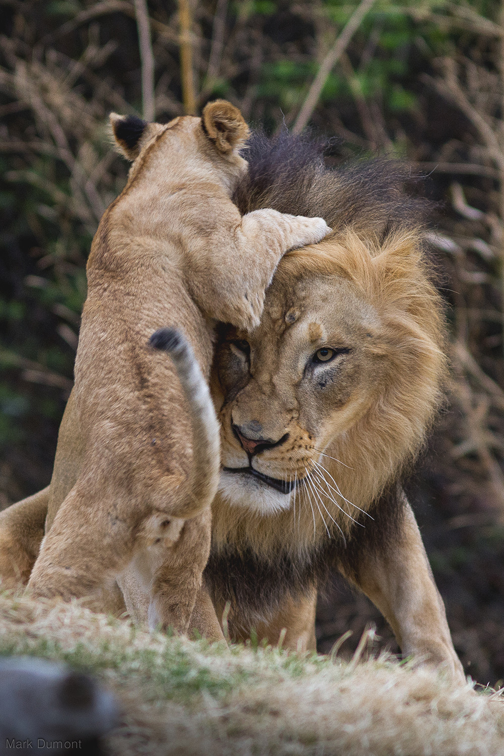 1000x1500, 542 Kb / лев, львенок, грива