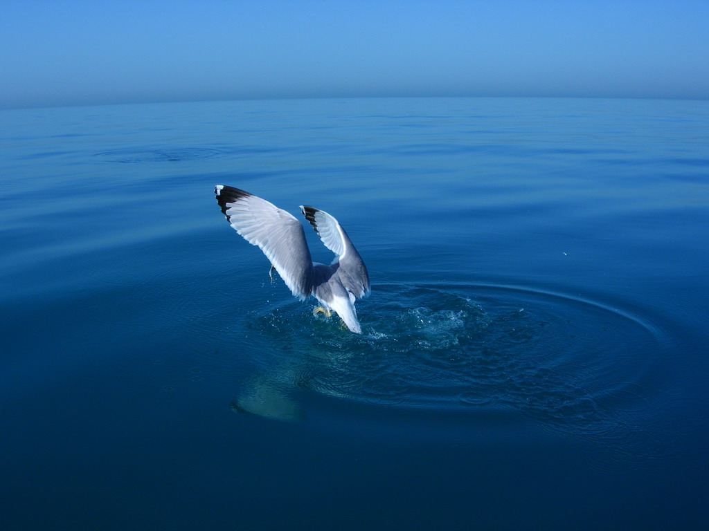 1024x768, 108 Kb / штиль, чайка, охота, отражение, дымка