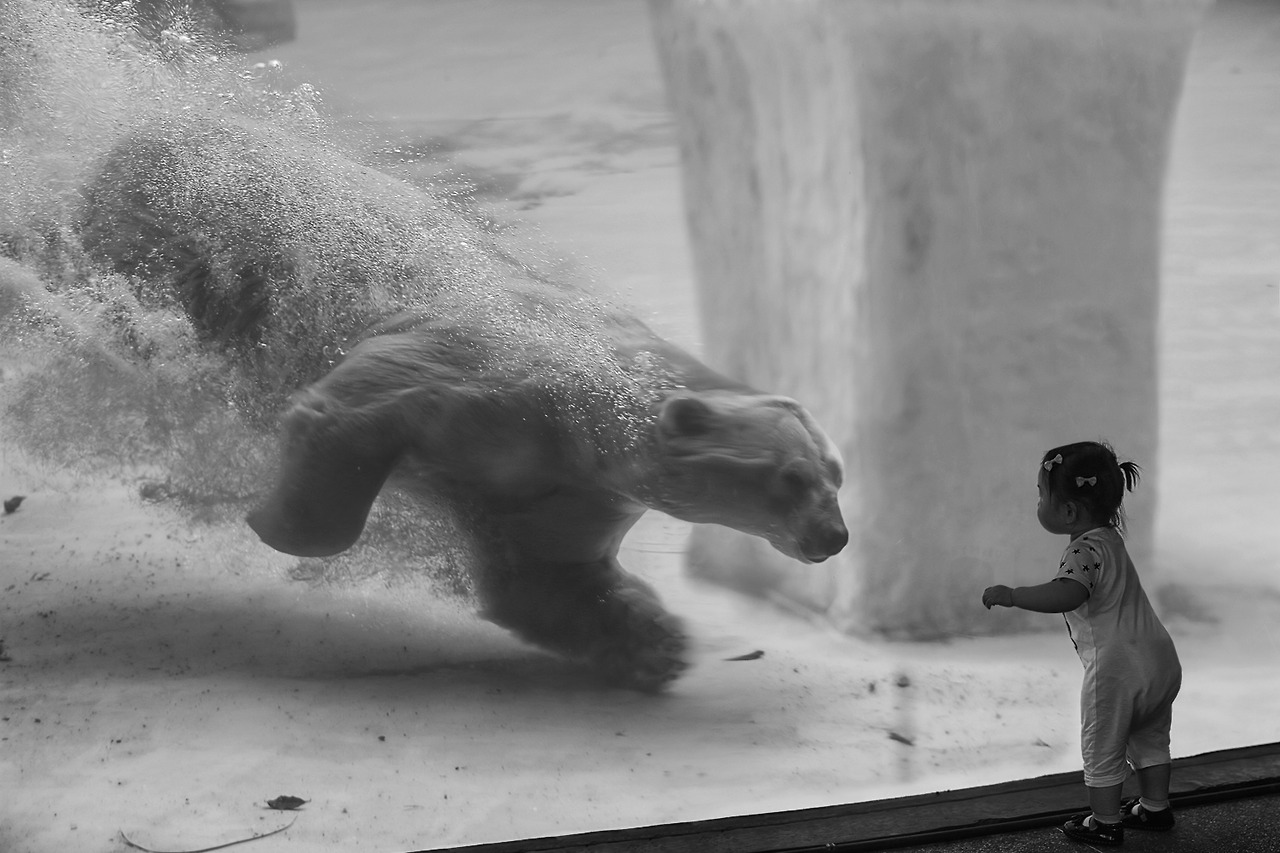 1280x853, 227 Kb / медведь, под водой, пузыри, ребенок, аквариум, ч/б, белый, полярный