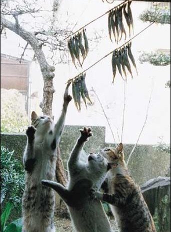 342x464, 41 Kb / коты, рыбка