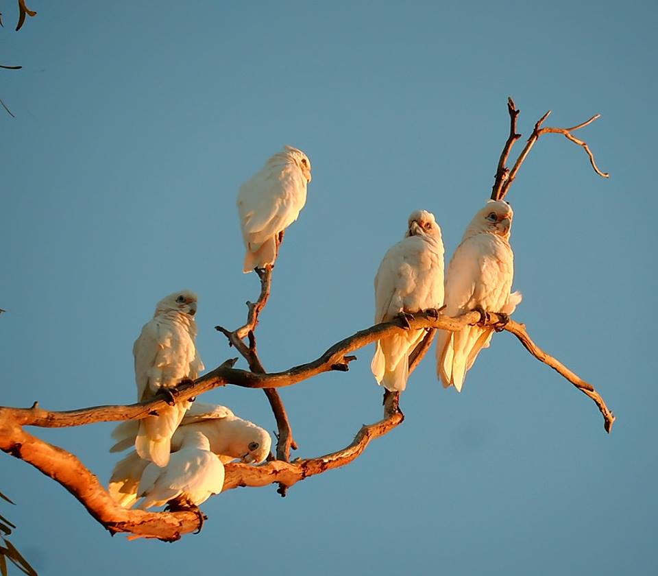 960x840, 49 Kb / попугаи, ветка, небо