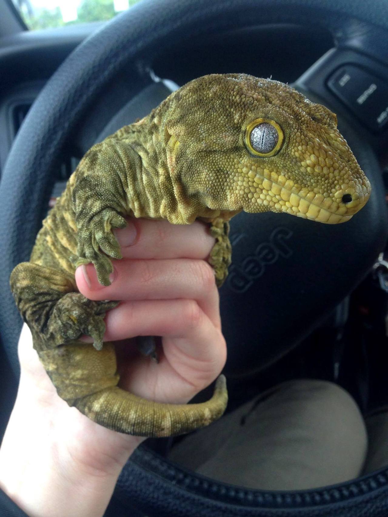 1280x1707, 191 Kb / ящерица, геккон, гигантский геккон-бананоед