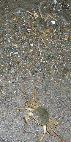 239x475, 77 Kb / крабы