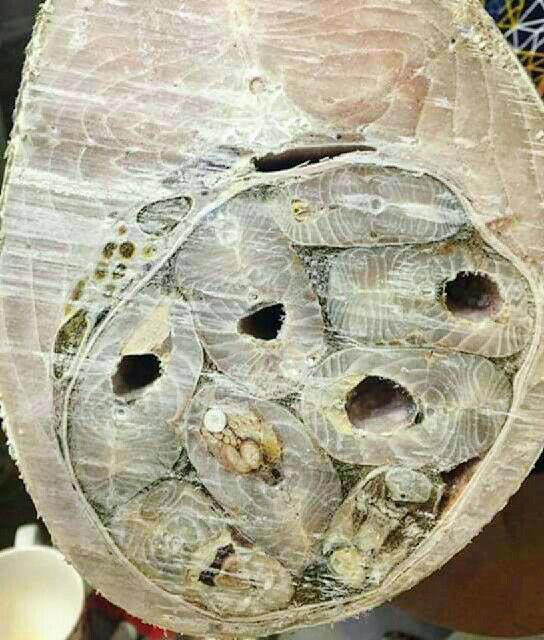 544x640, 75 Kb / рыба, нельма, омуль, разрез