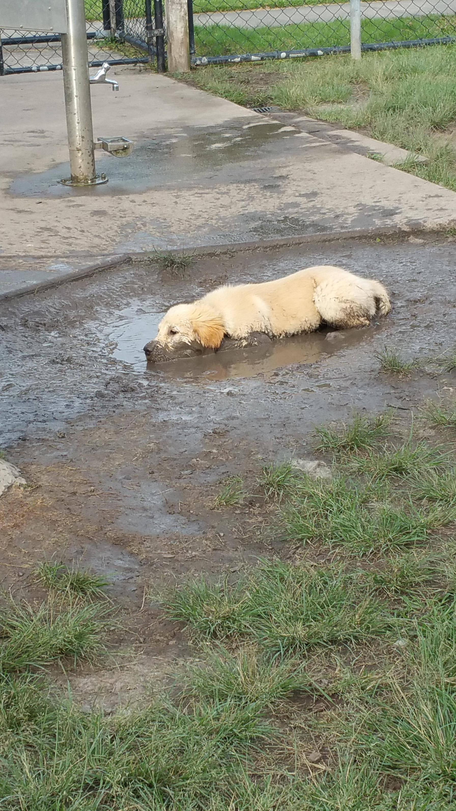 896x1593, 570 Kb / собака, грязь, лужа