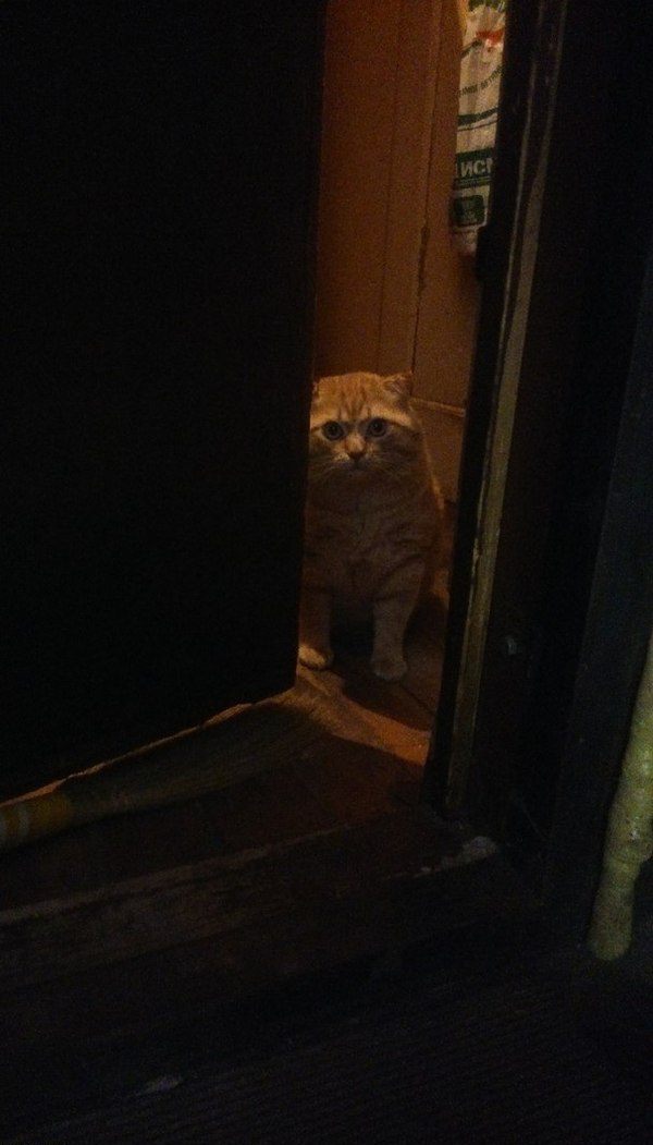 600x1051, 68 Kb / кот, порог, веник