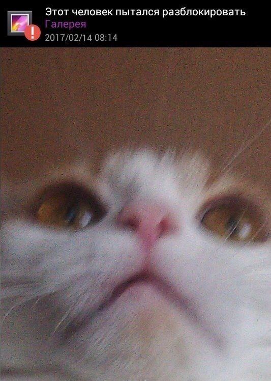 533x748, 69 Kb / кот, телефон, пытался, разблокировать